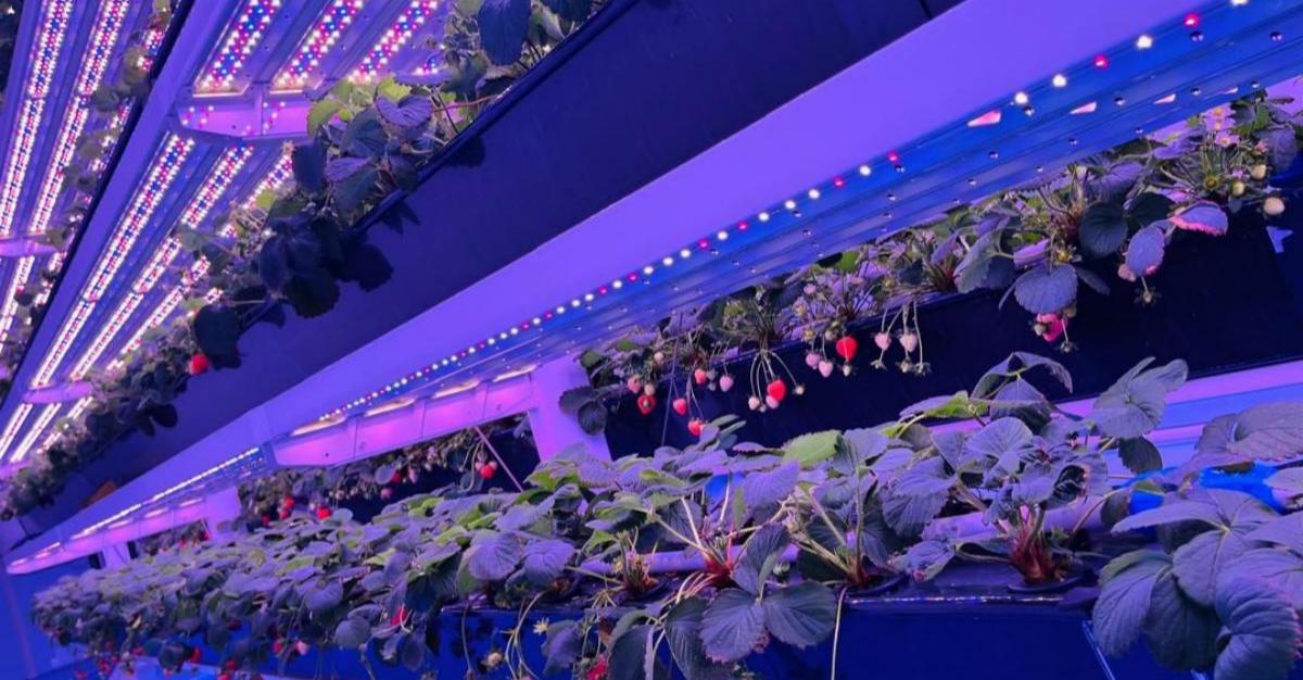 strawberry cultivation strawberry cultivation