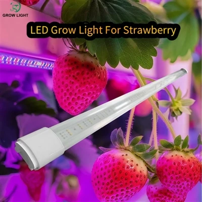 آیا مزیت چراغ های LED گیاهی با افزایش اندازه گلخانه آشکارتر است؟