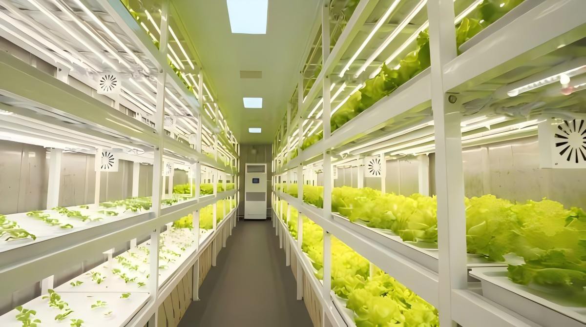 plant factories plant factories