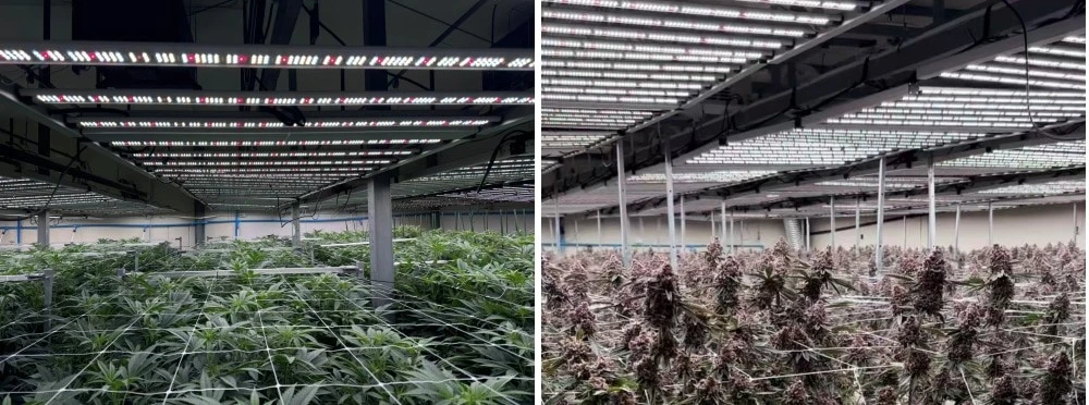 folding grow lights folding grow lights